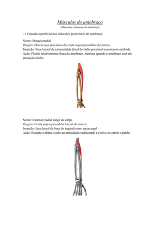 Músculos do antebraço
(Músculos extensores do antebraço)
→ Camada superficial dos músculos posteriores do antebraço
Nome: Braquiorradial
Origem: Dois terços proximais da crista supraepicondilar do úmero
Inserção: Face lateral da extremidade distal do rádio proximal ao processo estiloide
Ação: Flexão relativamente fraca do antebraço, máxima quando o antebraço está em
pronação média
Nome: Extensor radial longo do carpo
Origem: Crista supraepicondilar lateral do úmero
Inserção: face dorsal da base do segundo osso metacarpal
Ação: Estende e abduz a mão na articulação radiocarpal e é ativo ao cerrar o punho
 