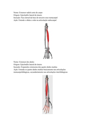 Nome: Extensor radial curto do carpo
Origem: Epicôndilo lateral do úmero
Inserção: Face dorsal da base do terceiro osso metacarpal
Ação: Estende e abduz a mão na articulação radiocarpal
Nome: Extensor dos dedos
Origem: Epicôndilo lateral do úmero
Inserção: Expansões extensoras dos quatro dedos medias
Ação: Estende os quatro dedos medias basicamente nas articulações
metacarpofalângicas, secundariamente nas articulações interfalângicas
 