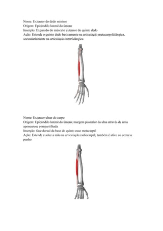 Nome: Extensor do dedo mínimo
Origem: Epicôndilo lateral do úmero
Inserção: Expansão do músculo extensor do quinto dedo
Ação: Estende o quinto dedo basicamente na articulação metacarpofalângica,
secundariamente na articulação interfalângica
Nome: Extensor ulnar do carpo
Origem: Epicôndilo lateral do úmero; margem posterior da ulna através de uma
aponeurose compartilhada
Inserção: face dorsal da base do quinto osso metacarpal
Ação: Estende e aduz a mão na articulação radiocarpal; também é ativo ao cerrar o
punho
 