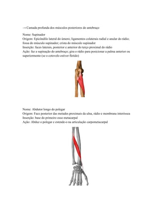 → Camada profunda dos músculos posteriores do antebraço
Nome: Supinador
Origem: Epicôndilo lateral do úmero; ligamentos colaterais radial e anular do rádio;
fossa do músculo supinador; crista do músculo supinador
Inserção: faces laterais, posterior e anterior do terço proximal do rádio
Ação: faz a supinação do antebraço; gira o rádio para posicionar a palma anterior ou
superiormente (se o cotovelo estiver fletido)
Nome: Abdutor longo do polegar
Origem: Face posterior das metades proximais da ulna, rádio e membrana interóssea
Inserção: base do primeiro osso metacarpal
Ação: Abduz o polegar e estende-o na articulação carpometacarpal
 