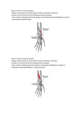 Nome: Extensor curto do polegar
Origem: Face posterior do terço distal do rádio e membrana interóssea
Inserção: Face dorsal da base da falange proximal do polegar
Ação: estende a falange proximal do polegar na articulação metacarpofalângica; estende
a articulação carpometacarpal
Nome: Extensor longo do polegar
Origem: face posterior do terço médio da ulna e membrana interóssea
Inserção: Face dorsal da base da falange distal do polegar
Ação: Estende a falange distal do polegar na articulação interfalângica; estende as
articulações metacarpofalângica e carpometacarpal
 