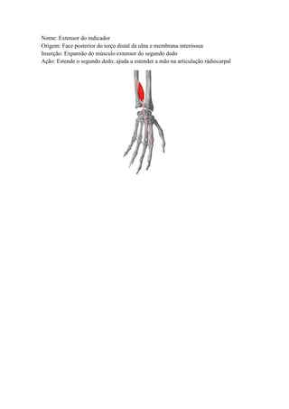 Nome: Extensor do indicador
Origem: Face posterior do terço distal da ulna e membrana interóssea
Inserção: Expansão do músculo extensor do segundo dedo
Ação: Estende o segundo dedo; ajuda a estender a mão na articulação rádiocarpal
 