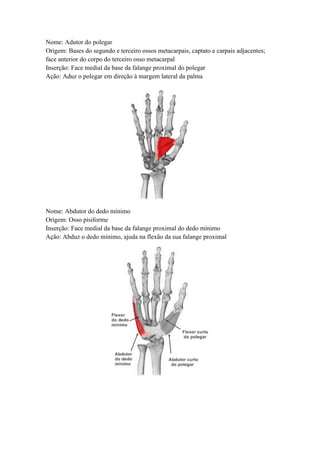 Nome: Adutor do polegar
Origem: Bases do segundo e terceiro ossos metacarpais, captato e carpais adjacentes;
face anterior do corpo do terceiro osso metacarpal
Inserção: Face medial da base da falange proximal do polegar
Ação: Aduz o polegar em direção à margem lateral da palma
Nome: Abdutor do dedo mínimo
Origem: Osso pisiforme
Inserção: Face medial da base da falange proximal do dedo mínimo
Ação: Abduz o dedo mínimo, ajuda na flexão da sua falange proximal
 