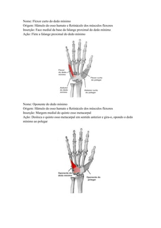 Nome: Flexor curto do dedo mínimo
Origem: Hâmulo do osso hamato e Retináculo dos músculos flexores
Inserção: Face medial da base da falange proximal do dedo mínimo
Ação: Flete a falange proximal do dedo mínimo
Nome: Oponente do dedo mínimo
Origem: Hâmulo do osso hamato e Retináculo dos músculos flexores
Inserção: Margem medial do quinto osso metacarpal
Ação: Desloca o quinto osso metacarpal em sentido anterior e gira-o, opondo o dedo
mínimo ao polegar
 