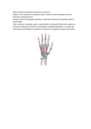 Nome: Interósseos palmares (primeiro ao terceiro)
Origem: Faces palmares do segundo, quarto e quinto ossos metacarpais (com os
músculos semipeniformes)
Inserção: Bases das falanges proximais; expansões extensoras do segundo, quarto e
quinto dedos
Ação: Aduzem o segundo, quarto e quinto dedos em direção à linha axial; ajudam os
músculos lumbricais na flexão das articulações metacarpofalângicas e extensão das
articulações interfalângicas; expansões extensoras do segundo ao quarto dedo dedos
 