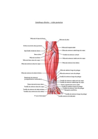 Antebraço direito – visão posterior
 