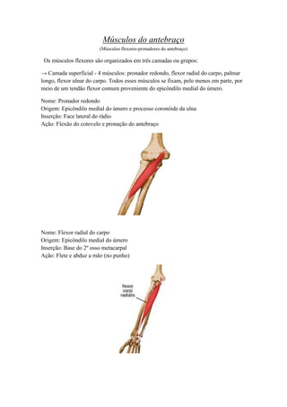 Músculos do antebraço
(Músculos flexores-pronadores do antebraço)
Os músculos flexores são organizados em três camadas ou grupos:
→ Camada superficial - 4 músculos: pronador redondo, flexor radial do carpo, palmar
longo, flexor ulnar do carpo. Todos esses músculos se fixam, pelo menos em parte, por
meio de um tendão flexor comum proveniente do epicôndilo medial do úmero.
Nome: Pronador redondo
Origem: Epicôndilo medial do úmero e processo coronóide da ulna
Inserção: Face lateral do rádio
Ação: Flexão do cotovelo e pronação do antebraço
Nome: Flexor radial do carpo
Origem: Epicôndilo medial do úmero
Inserção: Base do 2º osso metacarpal
Ação: Flete e abduz a mão (no punho)
 
