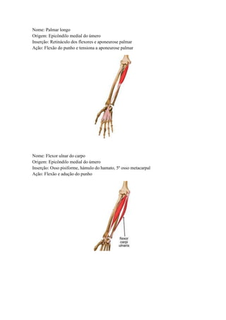 Nome: Palmar longo
Origem: Epicôndilo medial do úmero
Inserção: Retináculo dos flexores e aponeurose palmar
Ação: Flexão do punho e tensiona a aponeurose palmar
Nome: Flexor ulnar do carpo
Origem: Epicôndilo medial do úmero
Inserção: Osso pisiforme, hámulo do hamato, 5º osso metacarpal
Ação: Flexão e adução do punho
 
