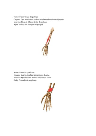 Nome: Flexor longo do polegar
Origem: Face anterior do rádio e membrana interóssea adjacente
Inserção: Base da falange distal do polegar
Ação: Flexão das falanges do polegar
Nome: Pronador quadrado
Origem: Quarto distal da face anterior da ulna
Inserção: Quarto distal da face anterior do rádio
Ação: Pronação do antebraço
 