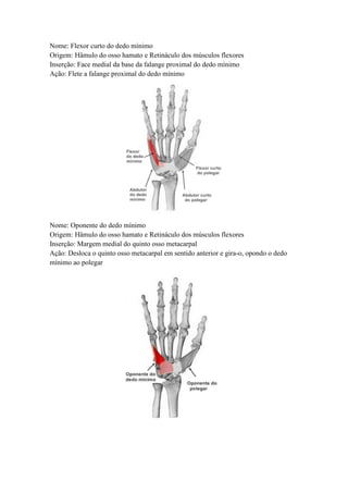 Nome: Flexor curto do dedo mínimo
Origem: Hâmulo do osso hamato e Retináculo dos músculos flexores
Inserção: Face medial d...
