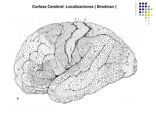 Corteza Cerebral: Localizaciones ( Brodman ) 