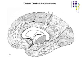 Corteza Cerebral: Localizaciones. 