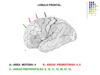 LOBULO FRONTAL. A.- AREA  MOTORA: 4  B.- AREAS  PREMOTORAS: 6, 8  C.- AREAS PREFRONTALES: 9, 10, 11, 12, 46, 47, 32.  