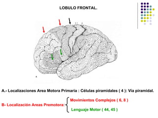 LOBULO FRONTAL. A.- Localizaciones Area Motora Primaria : Células piramidales ( 4 ): Vía piramidal. Movimientos Complejos ( 6, 8 ) B- Localización Areas Premotora:  Lenguaje Motor ( 44, 45 ) 