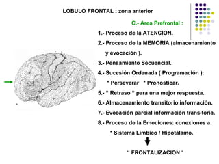 LOBULO FRONTAL : zona anterior C.- Area Prefrontal : 1.- Proceso de la ATENCION. 2.- Proceso de la MEMORIA (almacenamiento y evocación ). 3.- Pensamiento Secuencial. 4.- Sucesión Ordenada ( Programación ): * Perseverar  * Pronosticar. 5.- “ Retraso “ para una mejor respuesta. 6.- Almacenamiento transitorio información. 7.- Evocación parcial información transitoria. 8.- Proceso de la Emociones: conexiones a: * Sistema Límbico / Hipotálamo. “  FRONTALIZACION  “ 