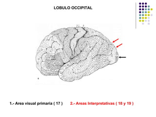 LOBULO OCCIPITAL 1.- Area visual primaria ( 17 )  2.- Areas Interpretativas ( 18 y 19 ) 