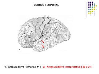 LOBULO TEMPORAL 1.- Area Auditiva Primaria ( 41 )  2.- Areas Auditiva Interpretativa ( 20 y 21 )   
