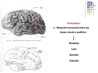 Funciones: 1.- Relación funcional entre las áreas visual y auditiva: Nombrar Leer Escribir Calcular 