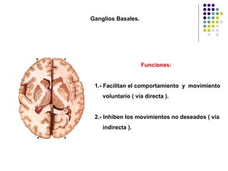 Ganglios Basales. Funciones: 1.- Facilitan el comportamiento  y  movimiento voluntario ( vía directa ). 2.- Inhiben los movimientos no deseados ( vía indirecta ). 
