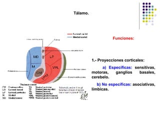 Tálamo. Funciones: 1.- Proyecciones corticales: a) Específicas:  sensitivas, motoras, ganglios basales, cerebelo. b) No específicas:  asociativas, límbicas. 