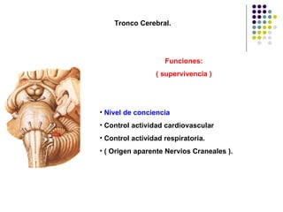 Tronco Cerebral. Funciones: ( supervivencia ) Nivel de conciencia Control actividad cardiovascular Control actividad respiratoria. ( Origen aparente Nervios Craneales ). 