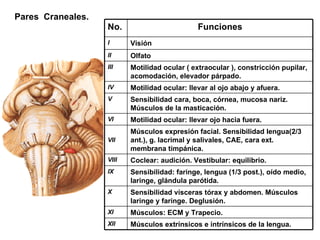 Pares  Craneales. Músculos extrínsicos e intrínsicos de la lengua. XII Músculos: ECM y Trapecio. XI Sensibilidad vísceras tórax y abdomen. Músculos laringe y faringe. Deglusión. X Sensibilidad: faringe, lengua (1/3 post.), oído medio, laringe, glándula parótida. IX Coclear: audición. Vestibular: equilibrio. VIII Músculos expresión facial. Sensibilidad lengua(2/3 ant.), g. lacrimal y salivales, CAE, cara ext. membrana timpánica. VII Motilidad ocular: llevar ojo hacia fuera. VI Sensibilidad cara, boca, córnea, mucosa nariz. Músculos de la masticación. V Motilidad ocular: llevar al ojo abajo y afuera. IV Motilidad ocular ( extraocular ), constricción pupilar, acomodación, elevador párpado. III Olfato II Visión I Funciones No. 