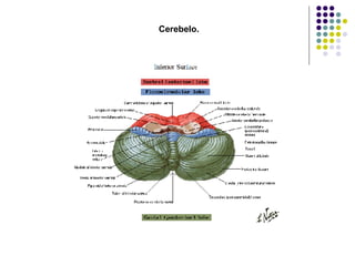 Cerebelo. 