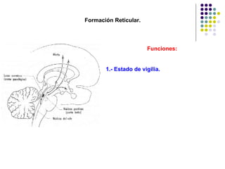 Formación Reticular.  Funciones: 1.- Estado de vigilia. 