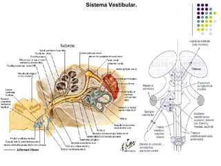 Sistema Vestibular. 