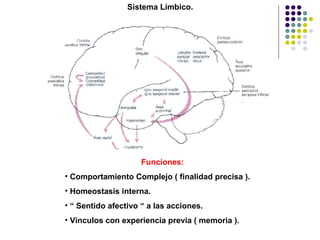 Sistema Límbico.  Funciones: Comportamiento Complejo ( finalidad precisa ). Homeostasis interna. “  Sentido afectivo “ a las acciones. Vínculos con experiencia previa ( memoria ).  