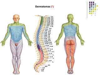 Dermatomas  (*) 