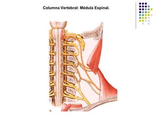 Columna Vertebral: Médula Espinal. 