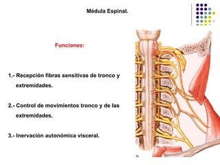Médula Espinal. Funciones: 1.- Recepción fibras sensitivas de tronco y  extremidades. 2.- Control de movimientos tronco y de las extremidades. 3.- Inervación autonómica visceral.  