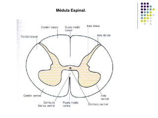 Médula Espinal. 