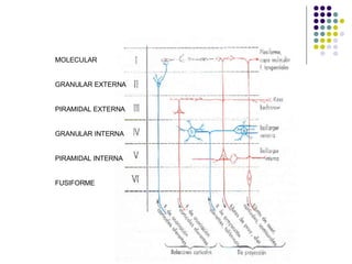 MOLECULAR GRANULAR EXTERNA PIRAMIDAL EXTERNA GRANULAR INTERNA PIRAMIDAL INTERNA FUSIFORME 