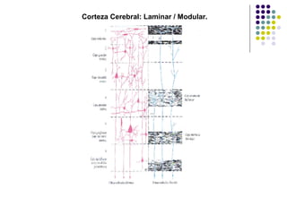 Corteza Cerebral: Laminar / Modular. 