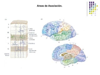 Areas de Asociación. 