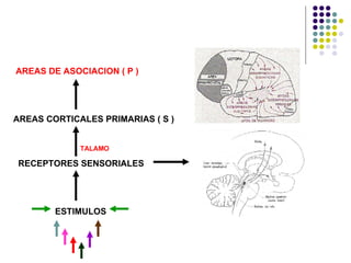 AREAS DE ASOCIACION ( P ) AREAS CORTICALES PRIMARIAS ( S ) TALAMO RECEPTORES SENSORIALES ESTIMULOS 