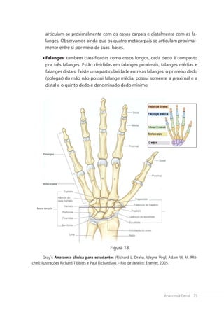 Falanges Netter Apostila de Anatomia Geral para uso em escolas | PDF