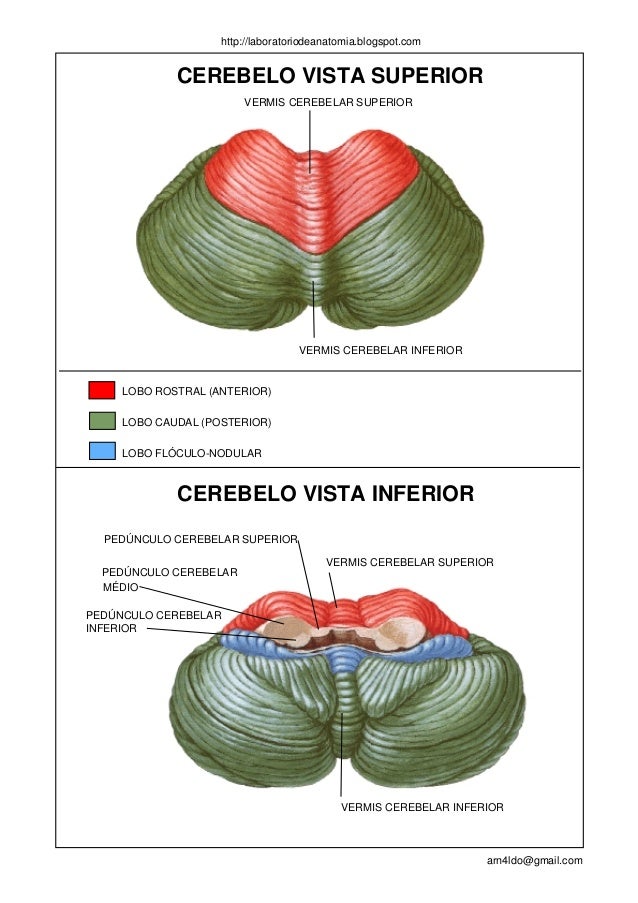 Anatomia humana sistema nervoso