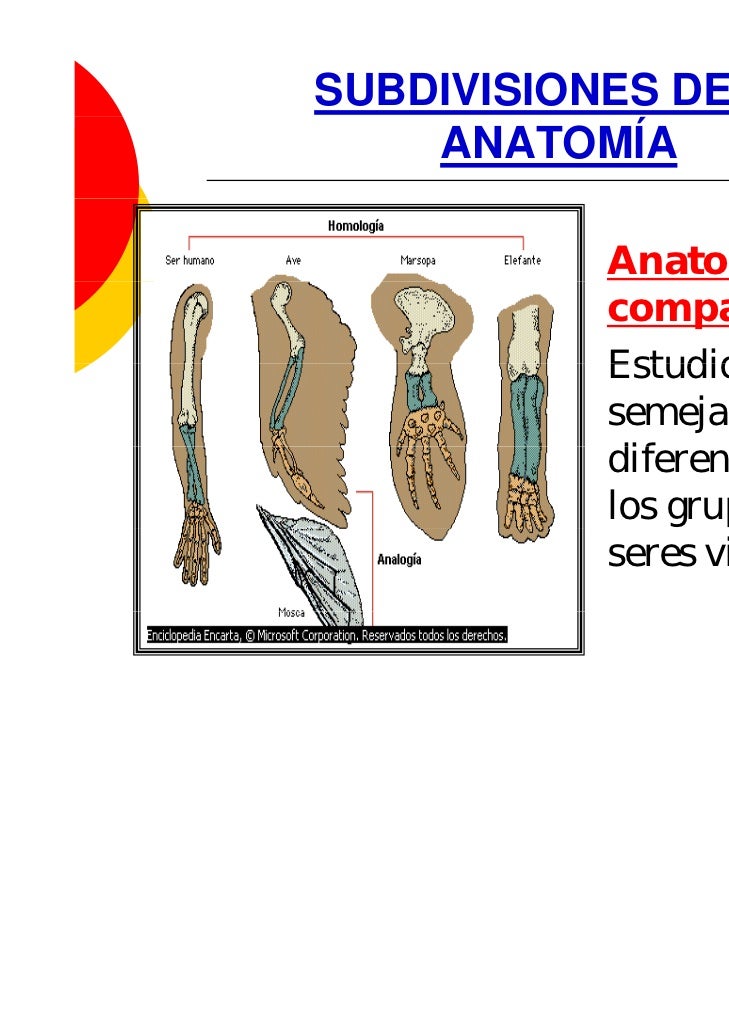 Anatomia introduccion