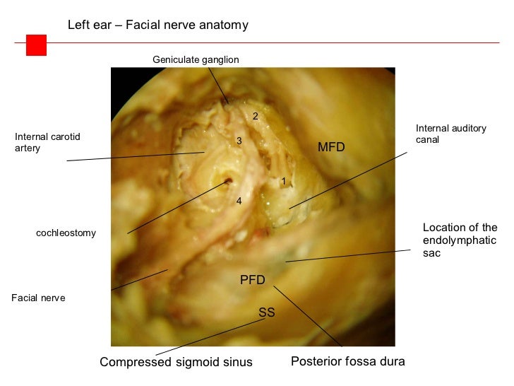 Clinical anatomy of the middle ear