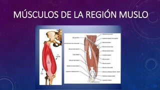 Anatomia musculos | PPTX