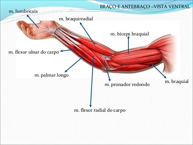 anatomia-musculos-apoio8ano