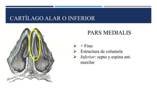 CARTÍLAGO ALAR O INFERIOR
PARS MEDIALIS
➢ + Fino
➢ Estructura de columela
➢ Inferior: septo y espina ant.
maxilar
 