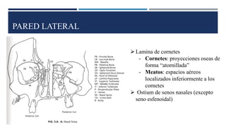 PARED LATERAL
➢Lamina de cornetes
- Cornetes: proyecciones oseas de
forma “atornillada”
- Meatos: espacios aéreos
localizados inferiormente a los
cornetes
➢ Ostium de senos nasales (excepto
seno esfenoidal)
 
