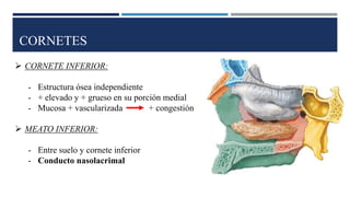 CORNETES
➢ CORNETE INFERIOR:
- Estructura ósea independiente
- + elevado y + grueso en su porción medial
- Mucosa + vascularizada + congestión
➢ MEATO INFERIOR:
- Entre suelo y cornete inferior
- Conducto nasolacrimal
 