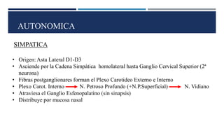 AUTONOMICA
SIMPATICA
• Origen: Asta Lateral D1-D3
• Asciende por la Cadena Simpática homolateral hasta Ganglio Cervical Superior (2ª
neurona)
• Fibras postganglionares forman el Plexo Carotideo Externo e Interno
• Plexo Carot. Interno N. Petroso Profundo (+N.P.Superficial) N. Vidiano
• Atraviesa el Ganglio Esfenopalatino (sin sinapsis)
• Distribuye por mucosa nasal
 