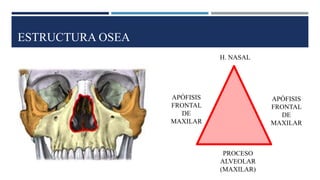 ESTRUCTURA OSEA
H. NASAL
PROCESO
ALVEOLAR
(MAXILAR)
APÓFISIS
FRONTAL
DE
MAXILAR
APÓFISIS
FRONTAL
DE
MAXILAR
 