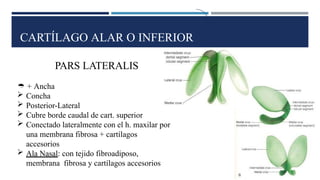CARTÍLAGO ALAR O INFERIOR
PARS LATERALIS
 + Ancha
 Concha
 Posterior-Lateral
 Cubre borde caudal de cart. superior
 Conectado lateralmente con el h. maxilar por
una membrana fibrosa + cartílagos
accesorios
 Ala Nasal: con tejido fibroadiposo,
membrana fibrosa y cartílagos accesorios
 